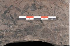 Foto (Detailansicht) von Pterophyllum pulchellum  (NHMW-GEO-2024-0188-10576)